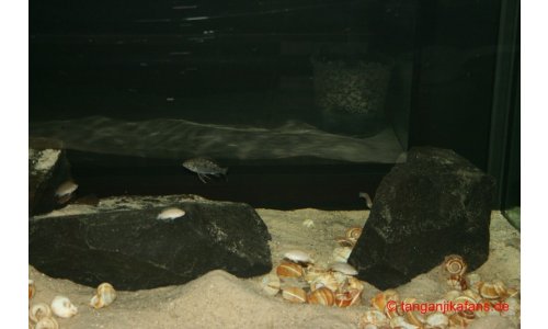 Schaubecken 900l